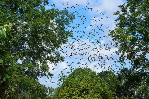 Flock of European starlings (Sturnus vulgaris)