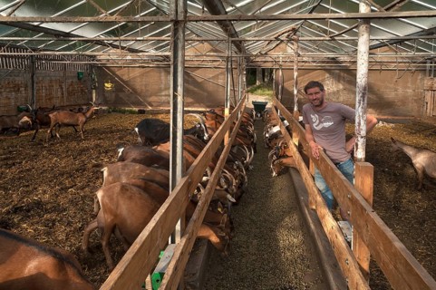Farmer in the barn with his dairy goats