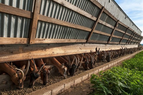 Dairy goats eating