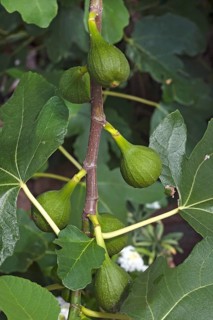 Figs (Ficus carica) on the tree