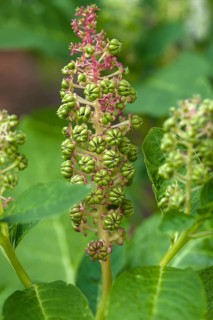 Tobacco plant (Nicotiana tabacum)