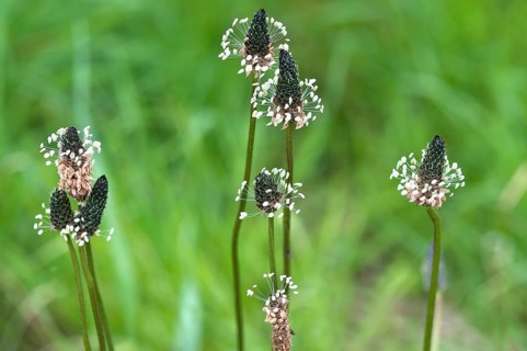 English plantain (Plantago lanceolate)