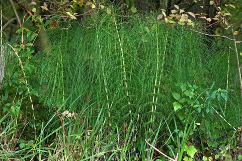 Great horsetail or northern giant horsetail (Equisetum telmateia)