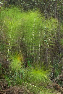 Great horsetail or northern giant horsetail (Equisetum telmateia)