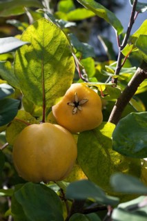 Ripe quinces (Cydonia oblonga) on tree
