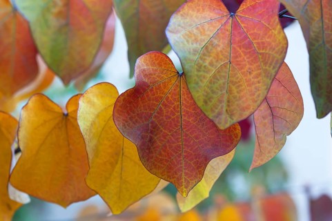 Leaves in autumn colors