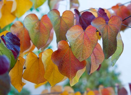 Leaves in autumn colors