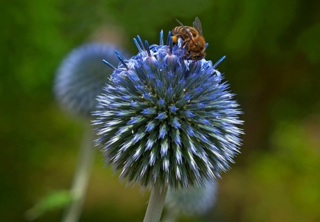 Honey bee (Apis sp.) on glandular globe-thistle (Echinops sphaerocephalus)
