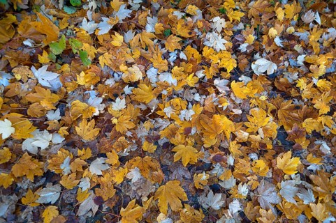 Field maple (Acer campestre) leaves on ground