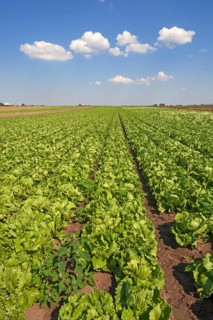 Salat
