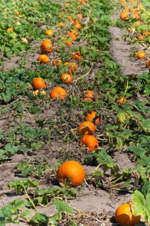 Hokkaido pumpkin