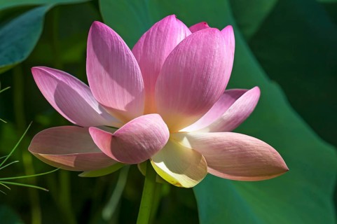 Indian lotus