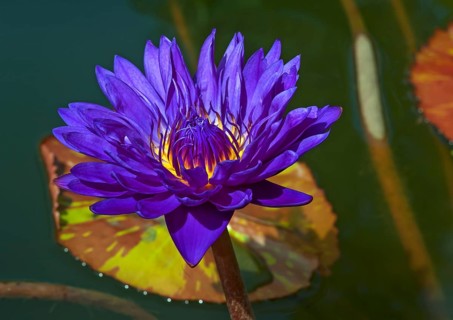 Cape blue waterlily (Nymphaea capensis)