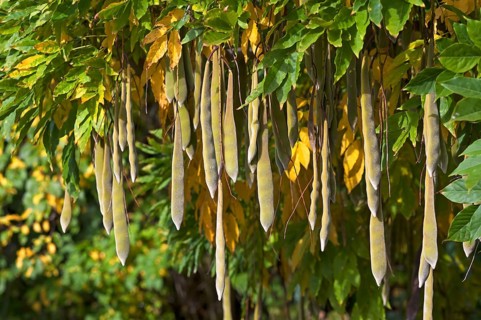 Japanese wisteria (Wisteria floribunda) seedpods