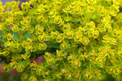 Euphorbia seguieriana (Euphorbia seguieriana)