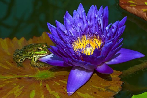 Cape blue waterlily (Nymphaea capensis) and edible frog (Pelophylax esculentus) on lily pad