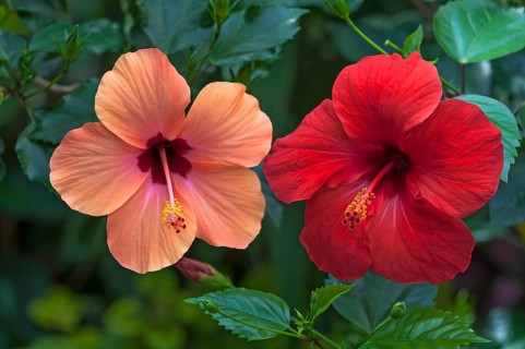 Chinese hibiscus (Hibiscus rosa-sinensis)