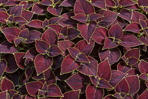Coleus (Solenostemon scutellarioides)