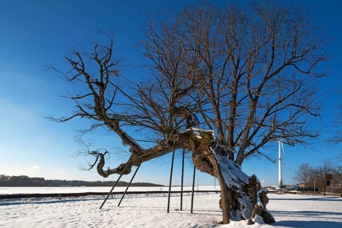 Ancient summer lime (Tilia platyphyllos)