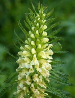 Crested lousewort (Pedicularis comosa)