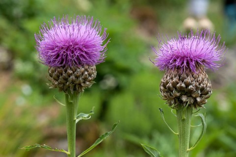 Greater Knapweed (Centaurea scabiosa)