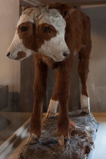 Taxidermy