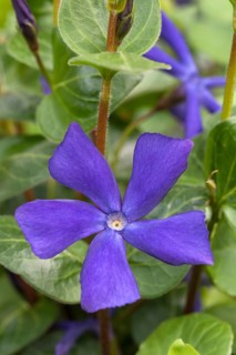 Greater Periwinkle (Vinca major)