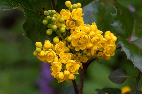 Yellow flowers of an Oregon-grape (Mahonia aquifolium)
