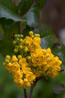 Yellow flowers of an Oregon-grape (Mahonia aquifolium)