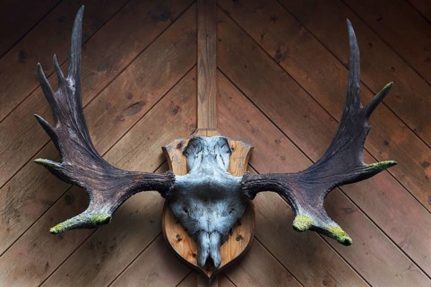Moose antlers (Alces alces) on a wooden wall