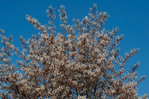 Blooming Juneberry (Amelanchier lamarckii)