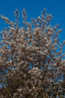 Blooming Juneberry (Amelanchier lamarckii)