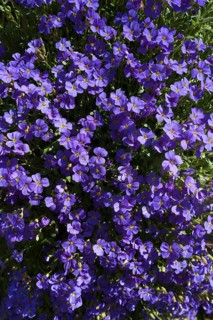 Lilacbush (Aubrieta deltoidea)