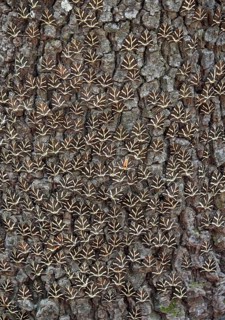 Jersey Tigers (Euplagia quadripunctaria)