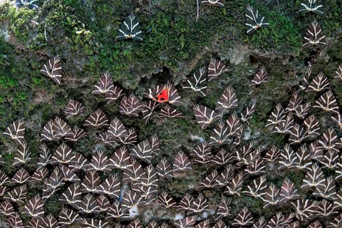 Jersey Tigers (Euplagia quadripunctaria)