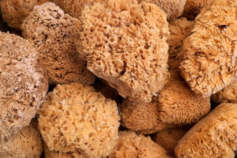 Natural sea sponges