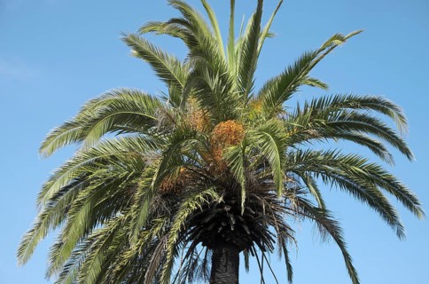 Canary Island date palm (Phoenix canariensis)