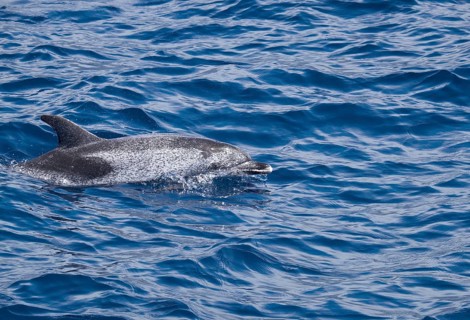 Spotted Dolphin (Stenella)