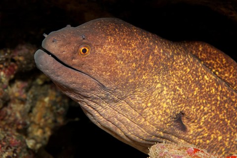 Yellow-edged moray (Gymnothorax flavimarginatus)