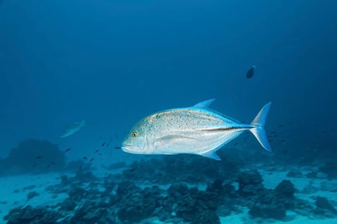 Bluefin trevally (Caranx melampygus)