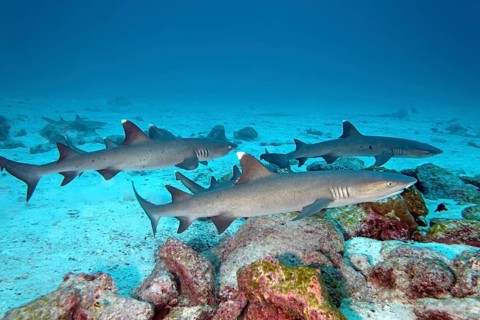 Three white tip reef sharks (Triaenodon obesus) swimming close to seabed