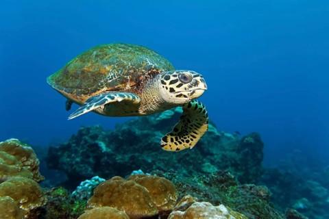 Loggerhead sea turtle or loggerhead (Caretta caretta) swimming over reef
