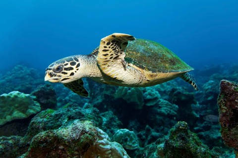 Loggerhead sea turtle or loggerhead (Caretta caretta) swimming over reef