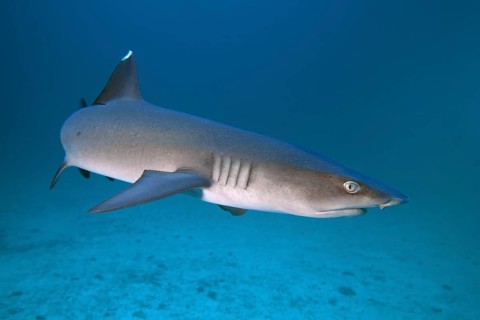 Whitetip reef shark (Triaenodon obesus)