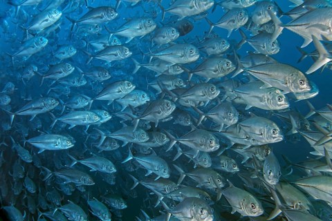 School of bigeye trevally (Caranx sexfasciatus)