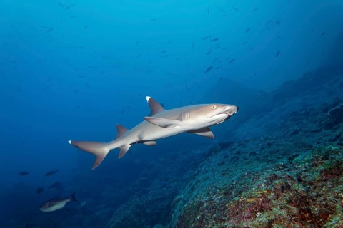 Whitetip reef shark (Triaenodon obesus) swimming over reef