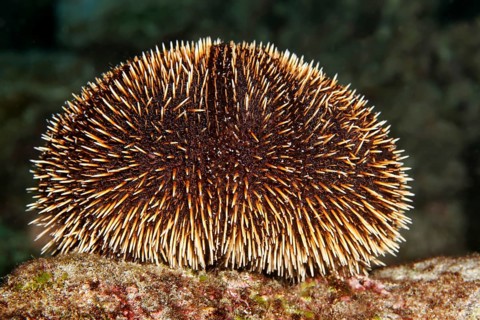 White Sea Urchin (Tripneustes depressus)