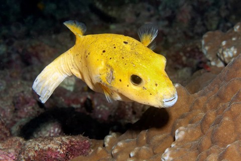 Guineafowl puffer or golden puffer (Arothron meleagris)