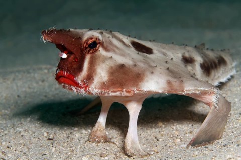 Red-lipped batfish or Galapagos batfish