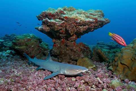 Whitetip reef shark (Triaenodon obesus) lying on coral debris in front of coral boulder
